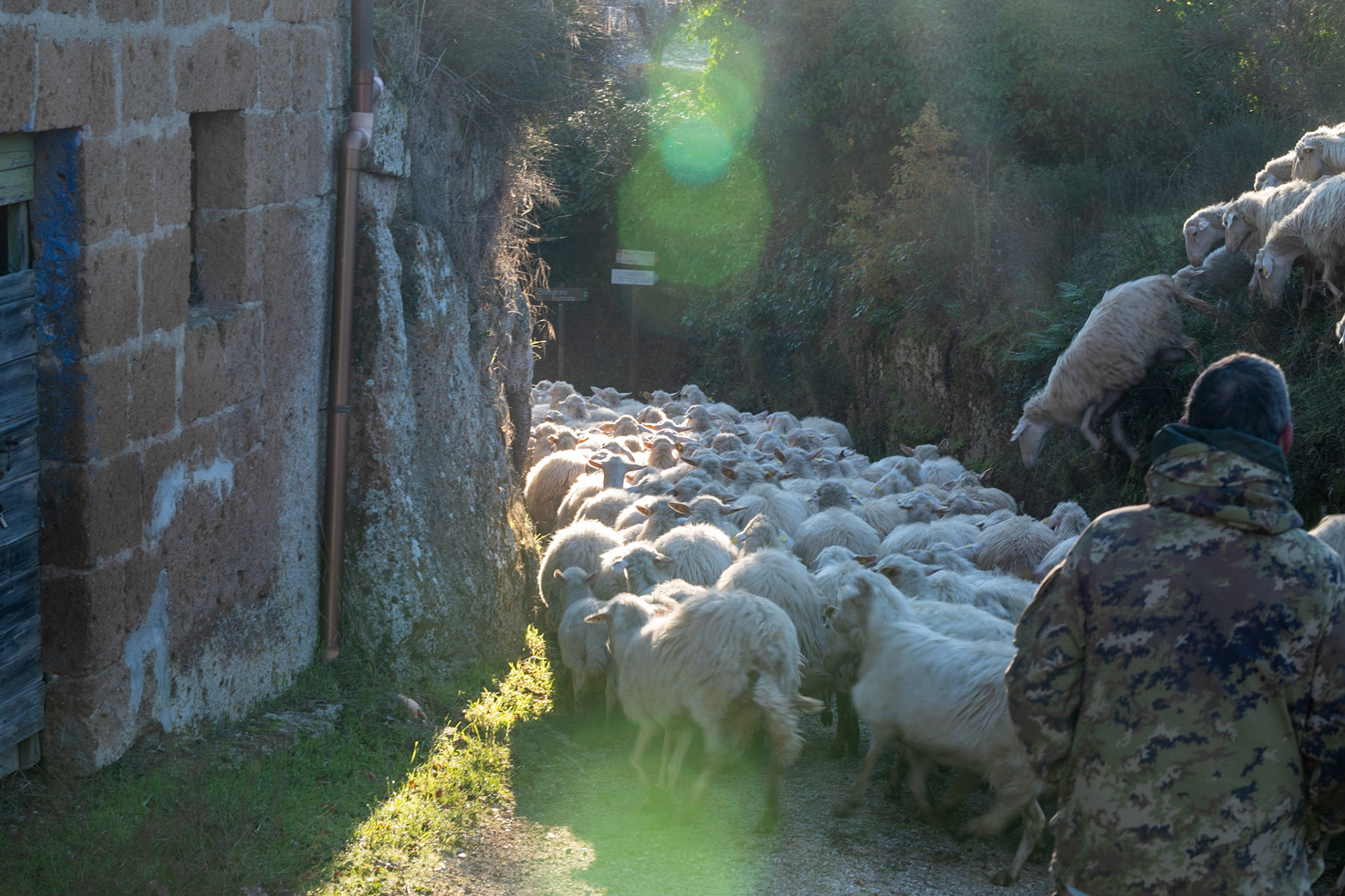 Herding the flock