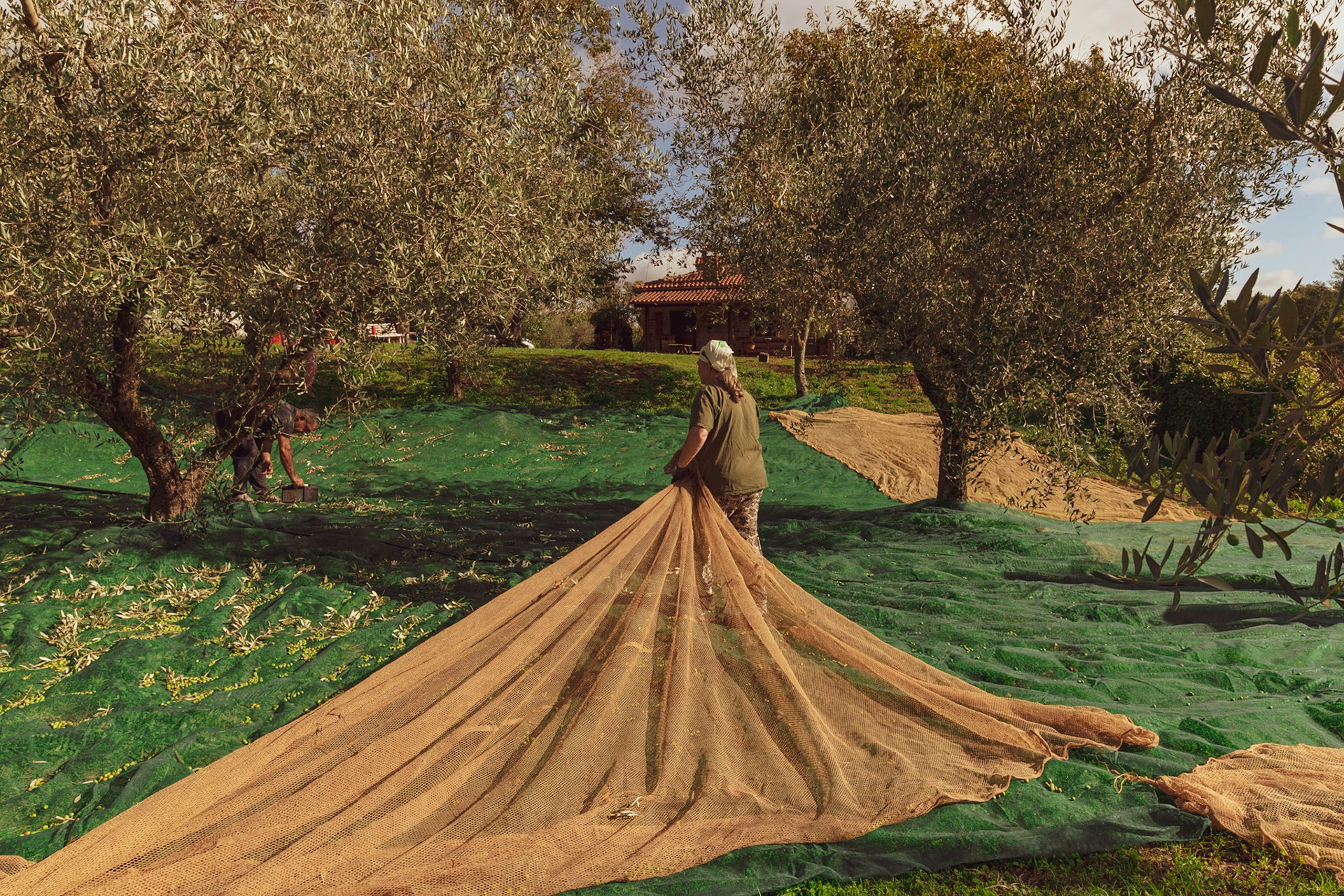 Olives harvesting