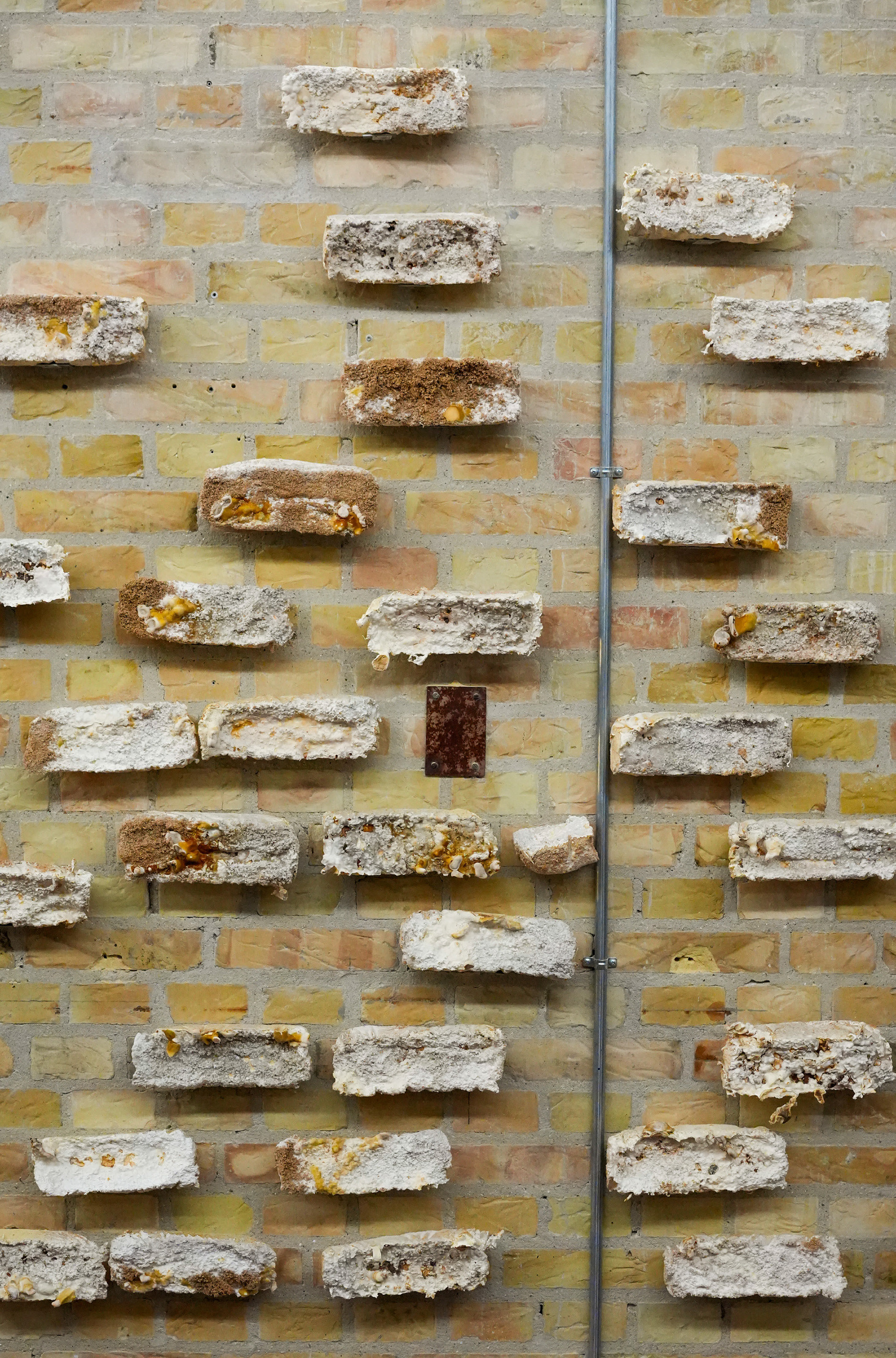 Exhibition - mycelium bricks- bricks