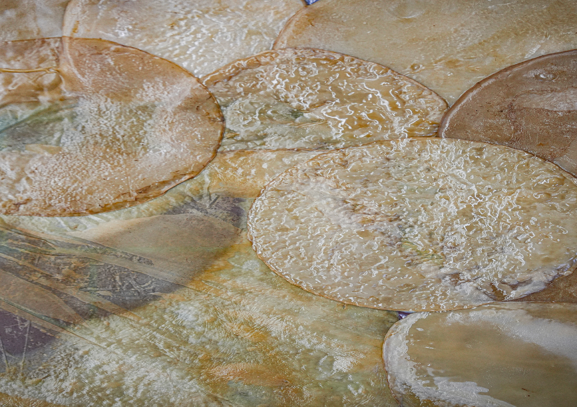 kombucha - detail