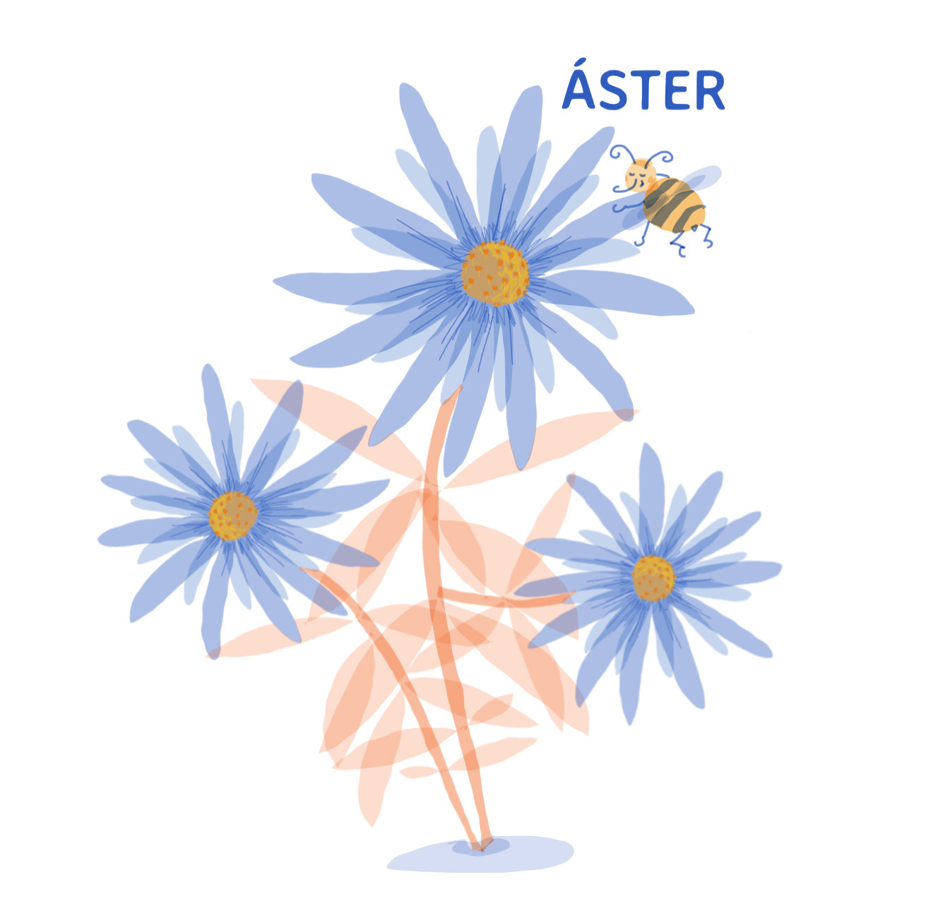 Aster