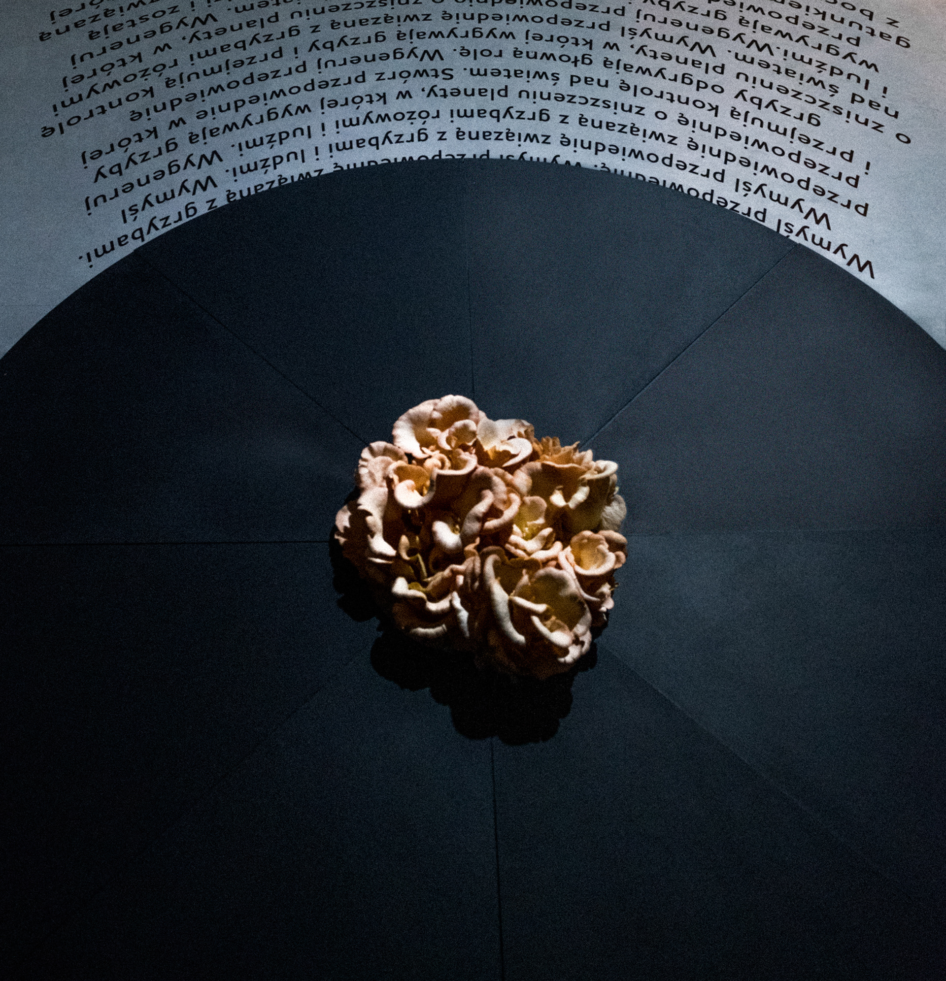 diploma project in BWA Gallery Katowice "What do the Gods talk about?" photo Paulina Winiarska