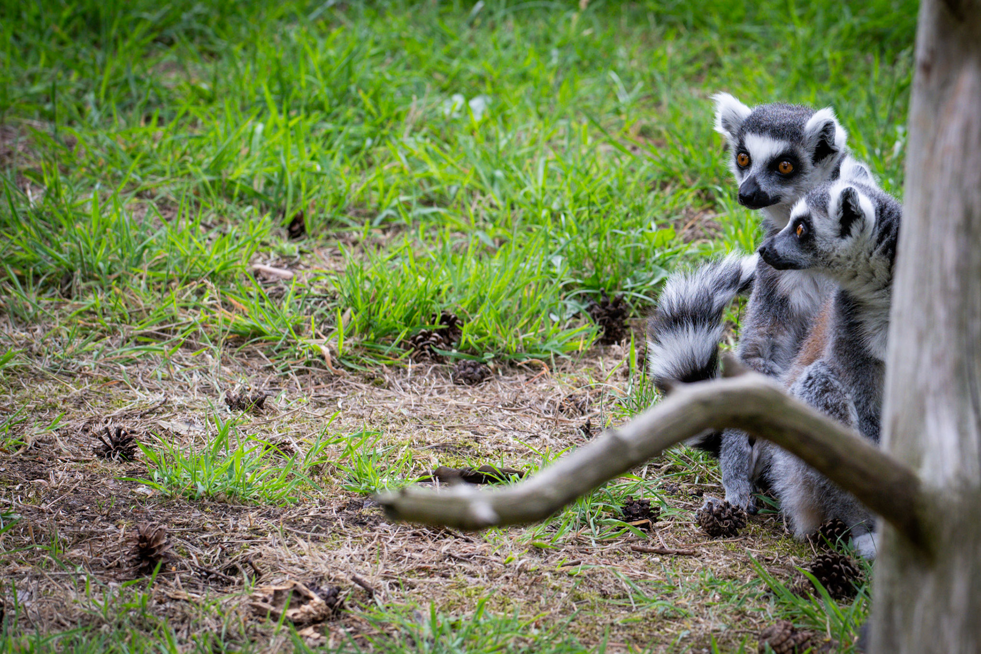 Lemurs