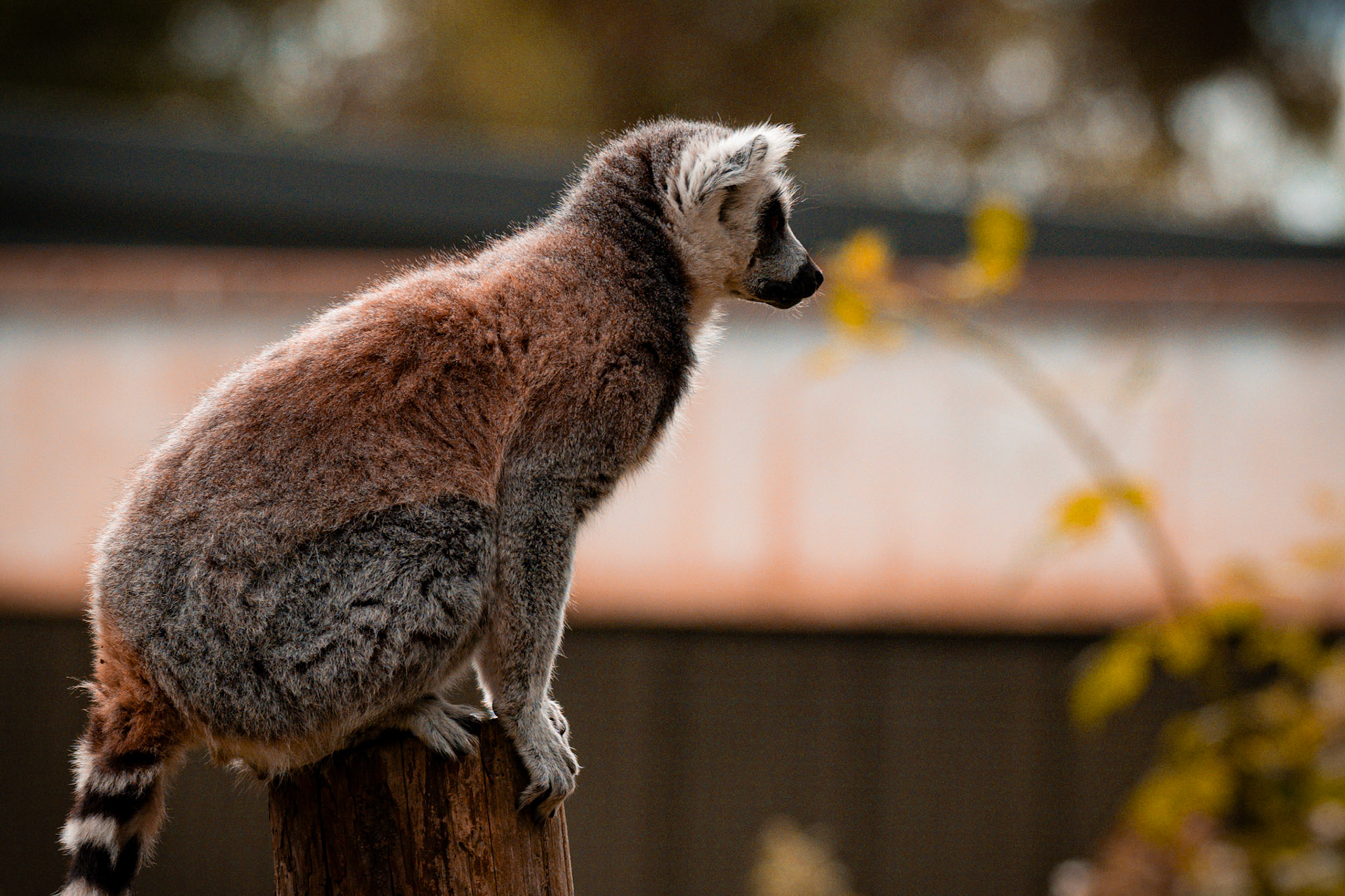 Lemur