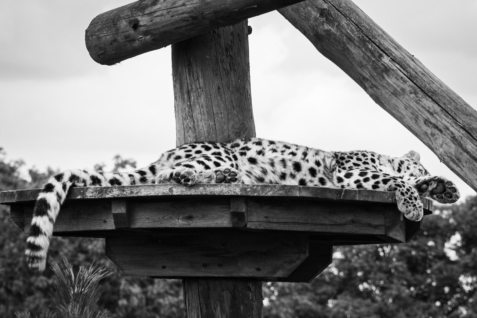 Leopard