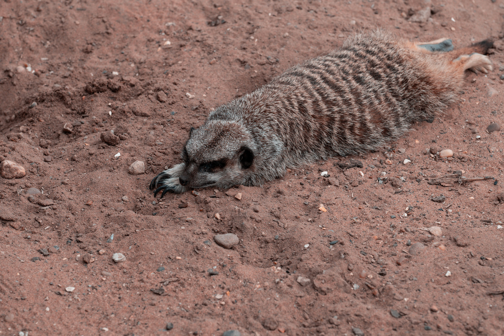Meerkat
