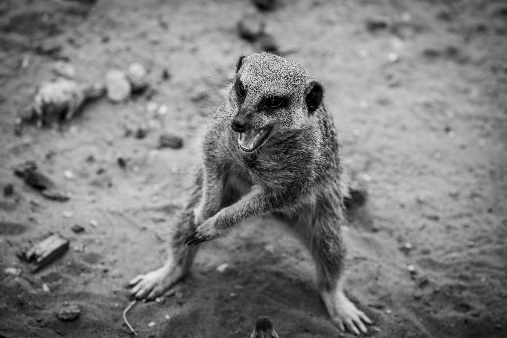 Meerkat