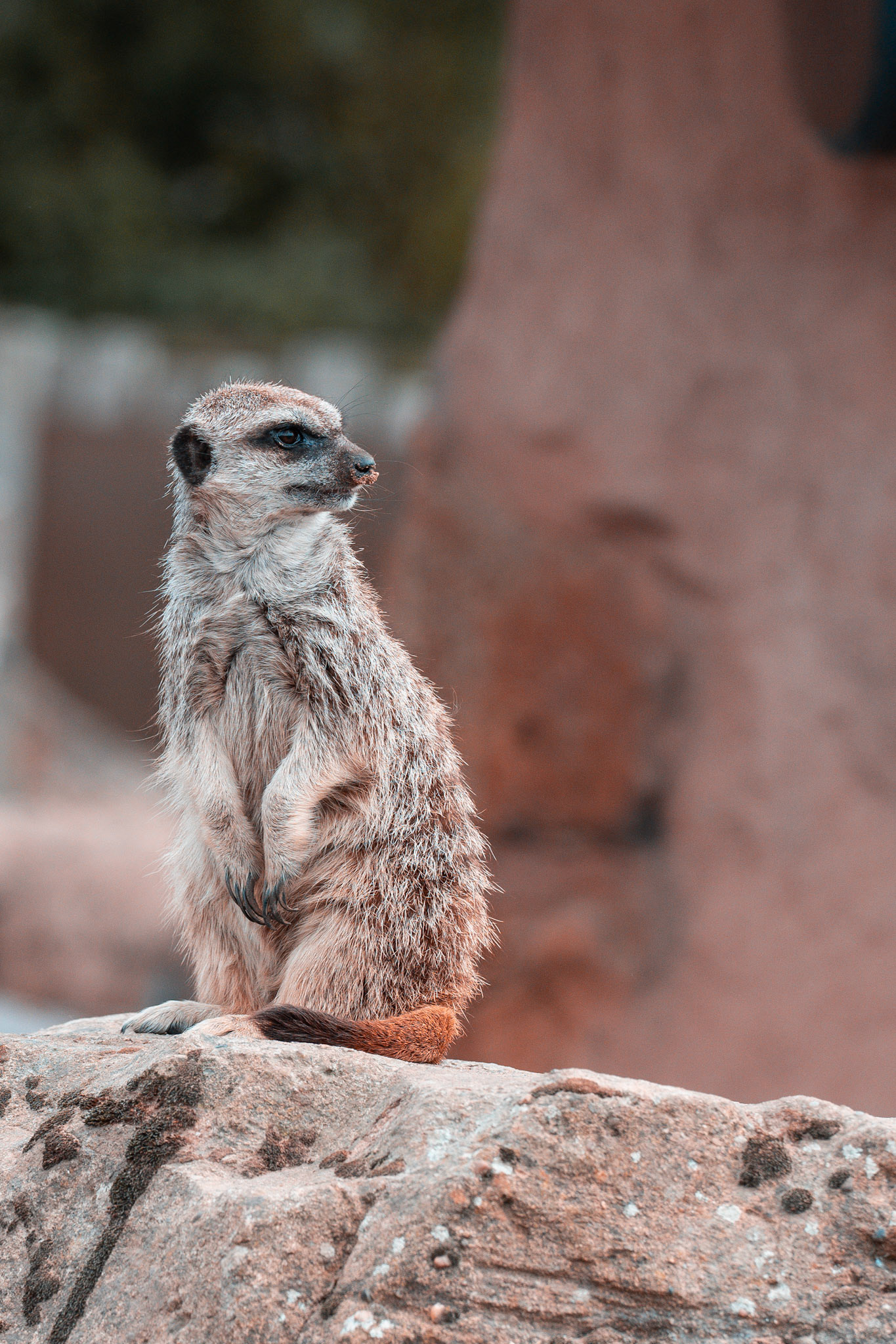 Meerkat