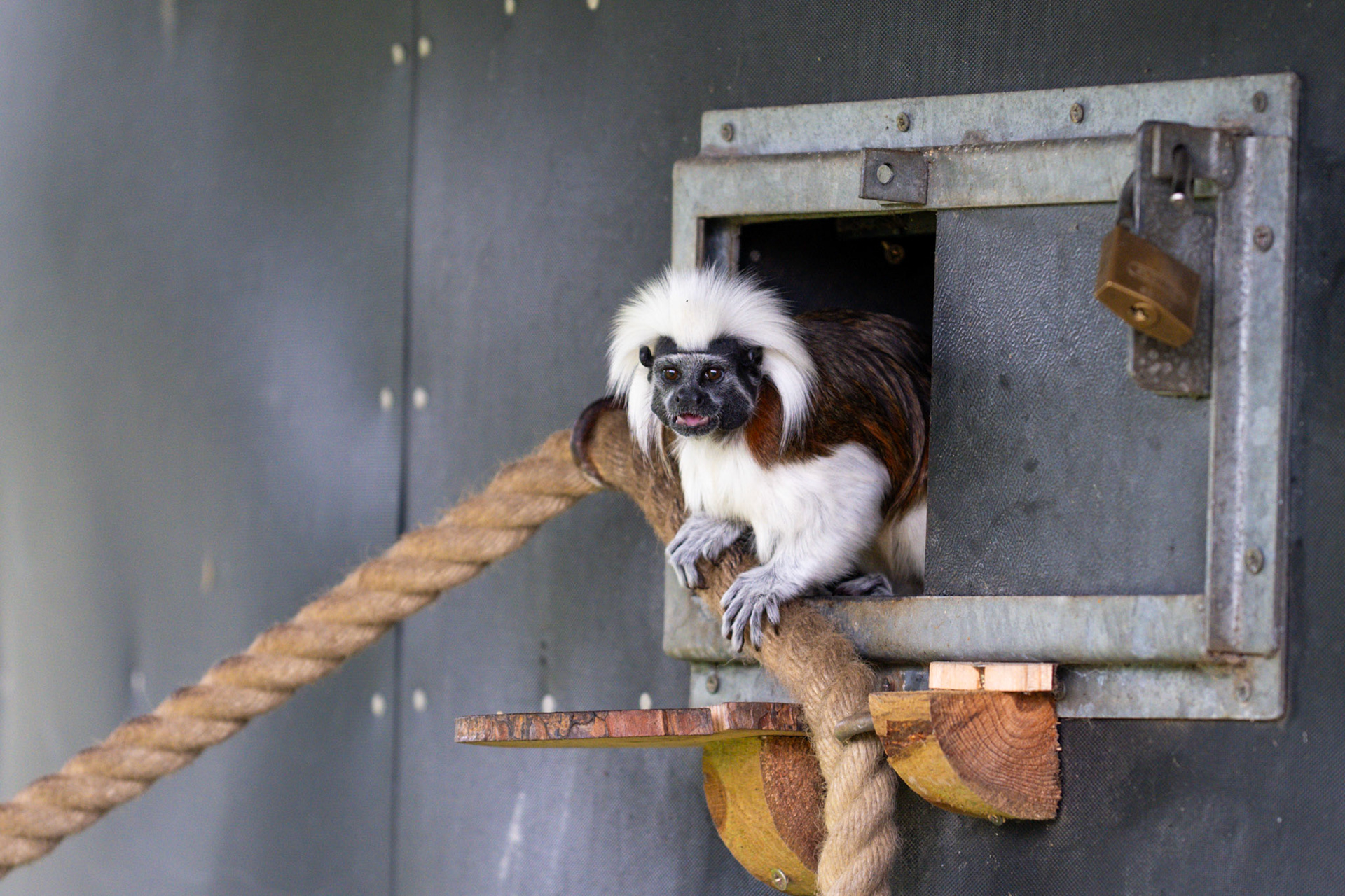 Primate