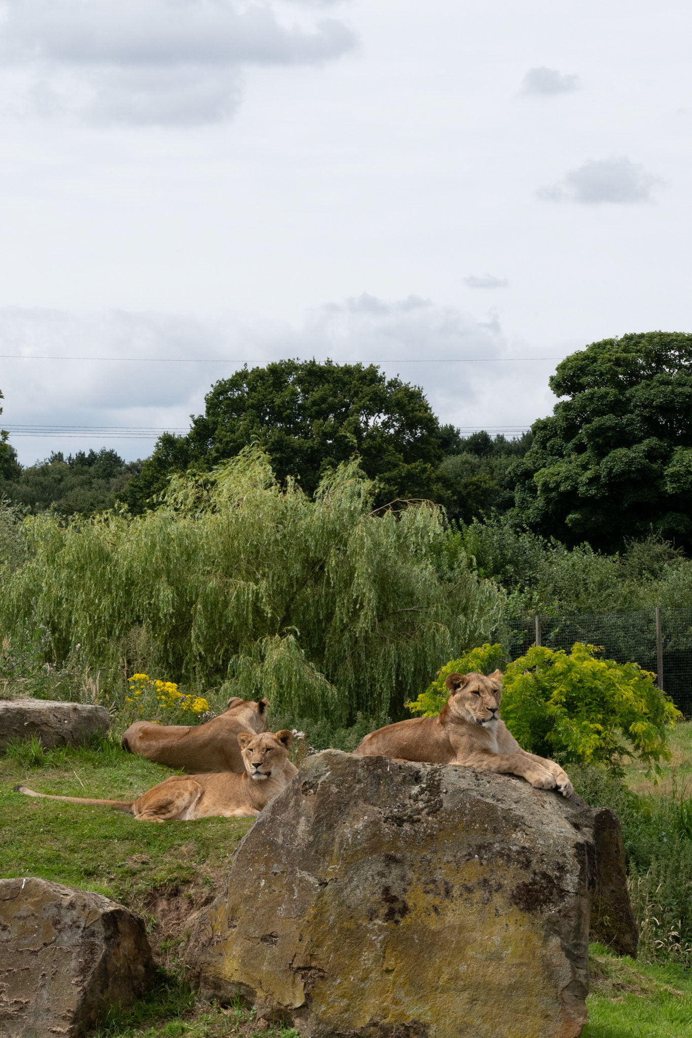 Lions