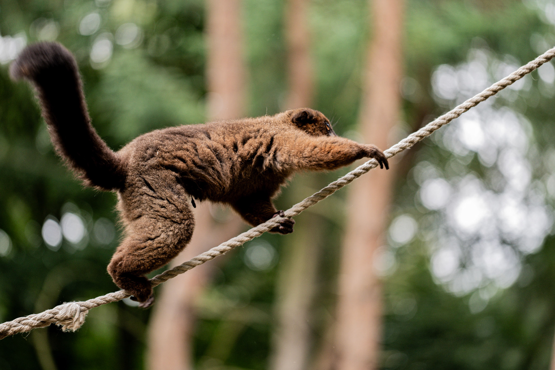 Lemur