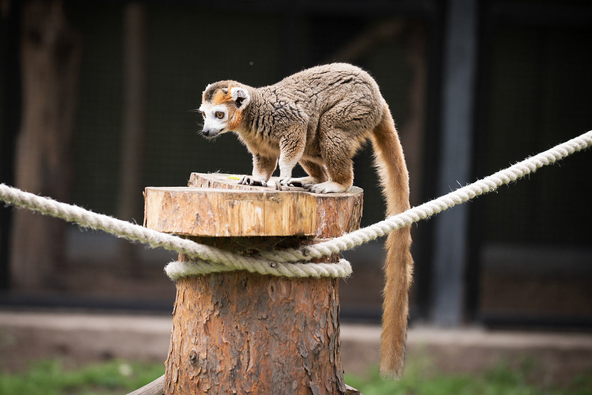 Lemur