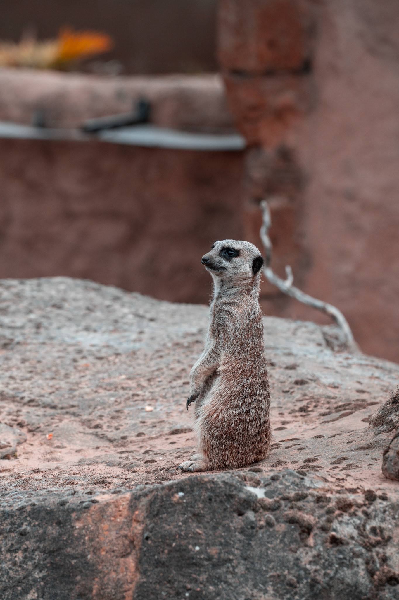 Meerkat