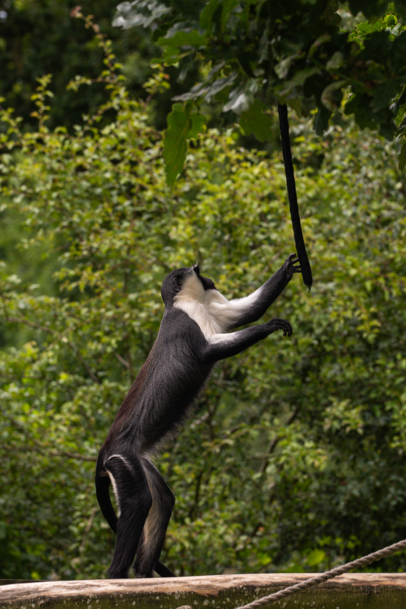 Primate