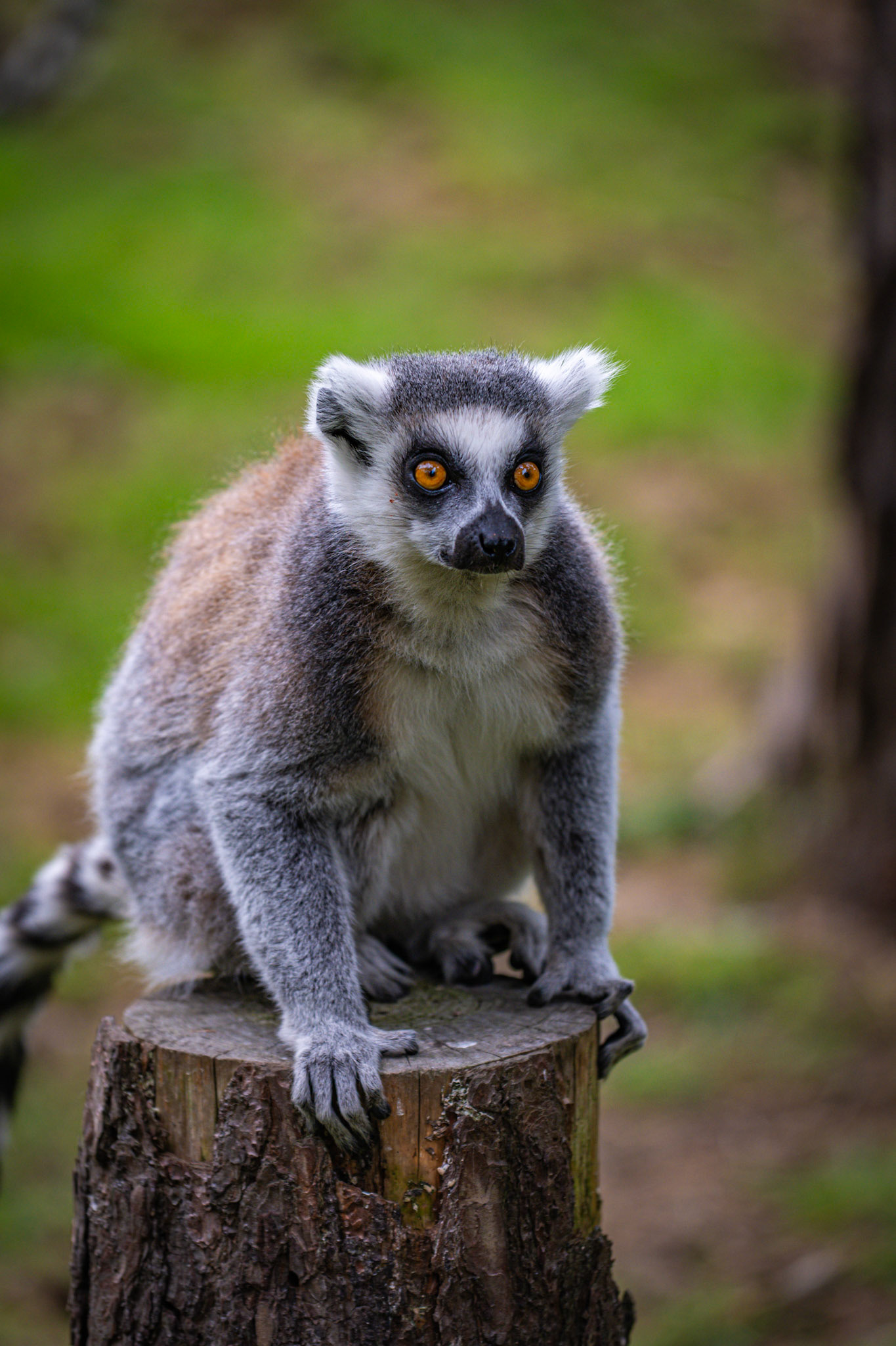 Lemur
