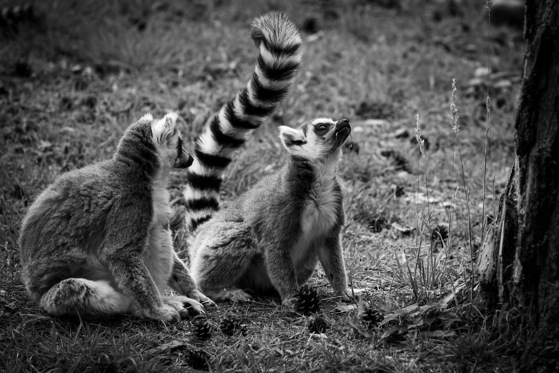 Lemurs