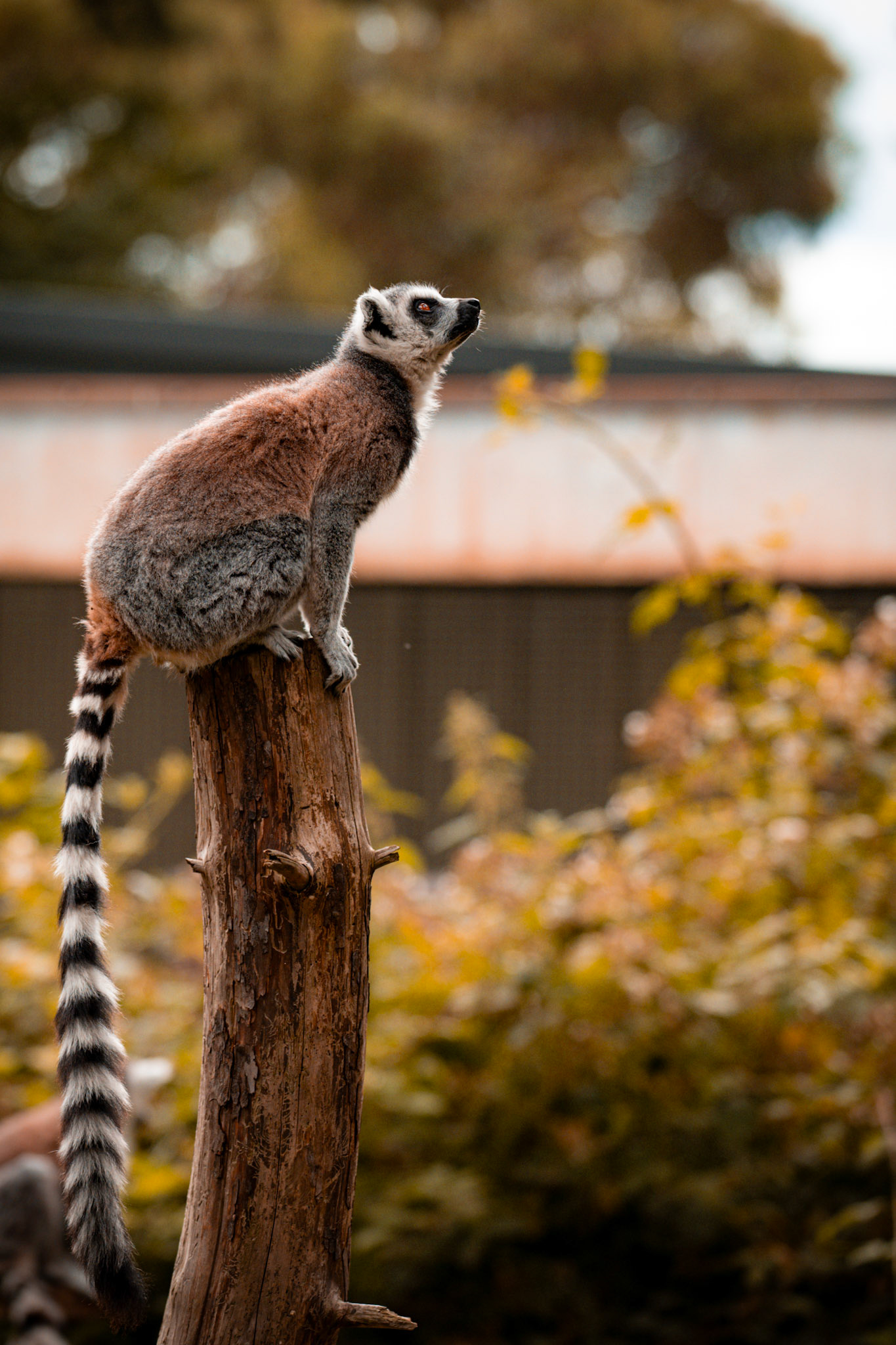 Lemur