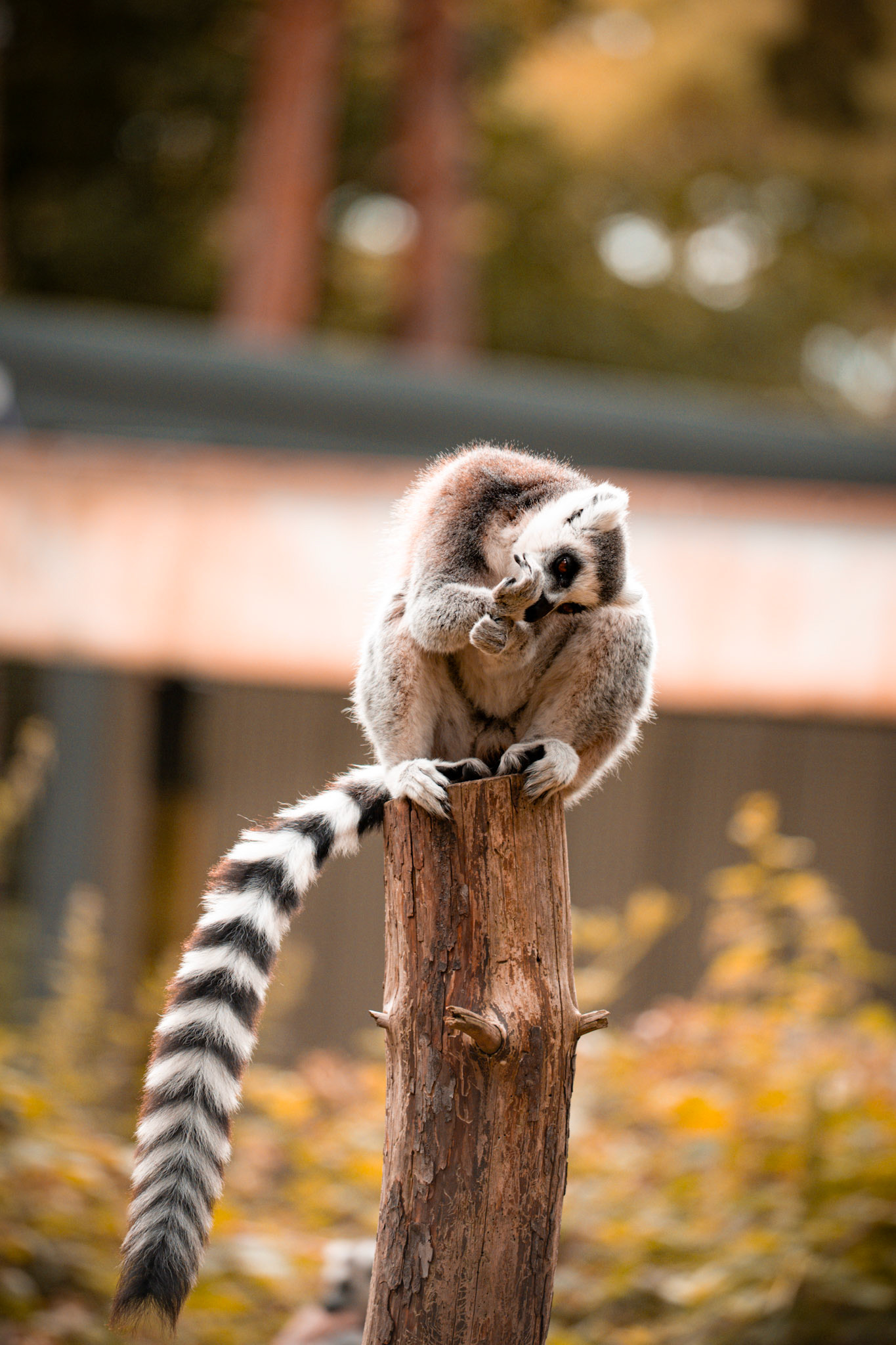 Lemur
