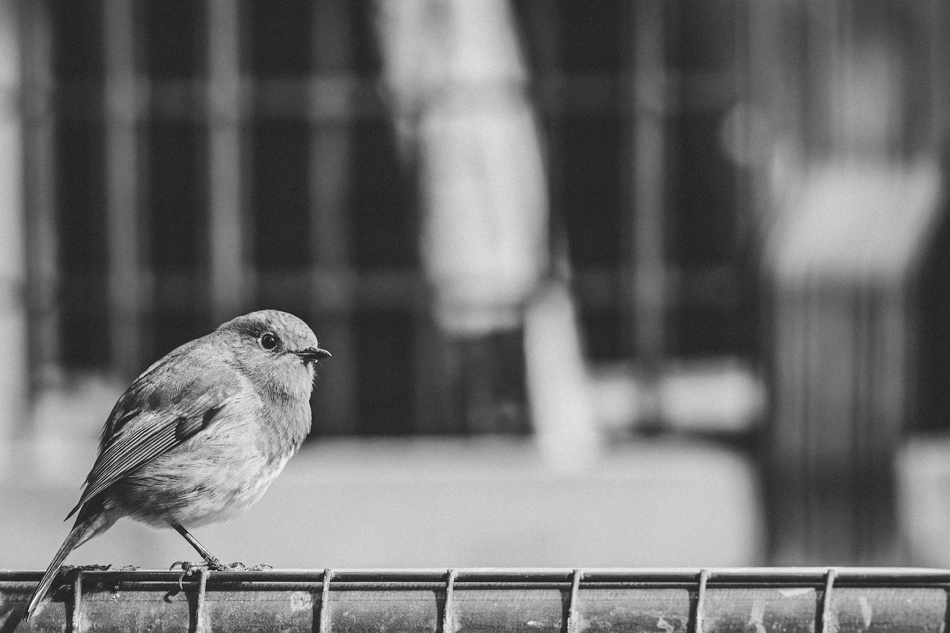 Robin - Mckinnon Style