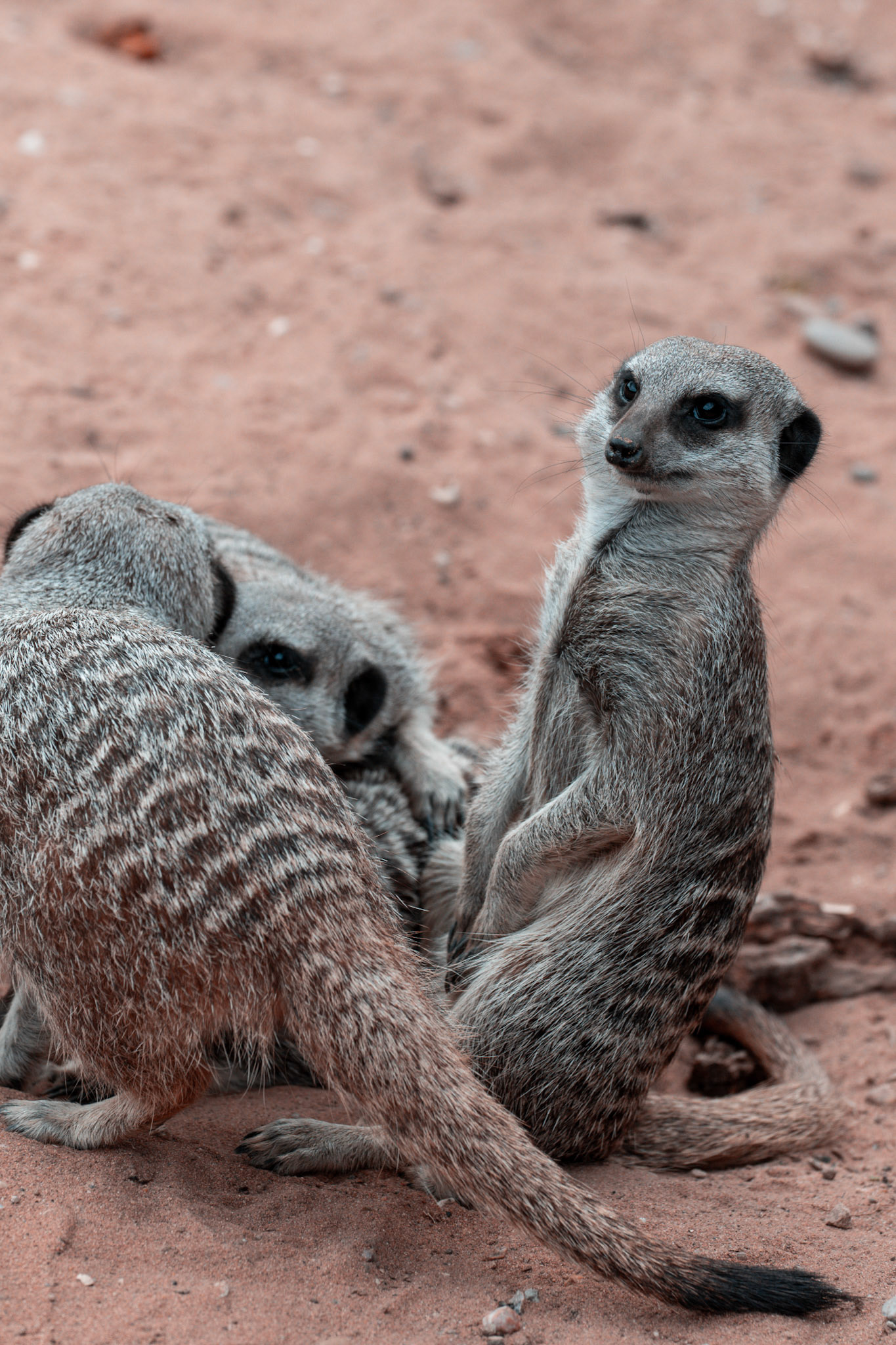 Meerkats