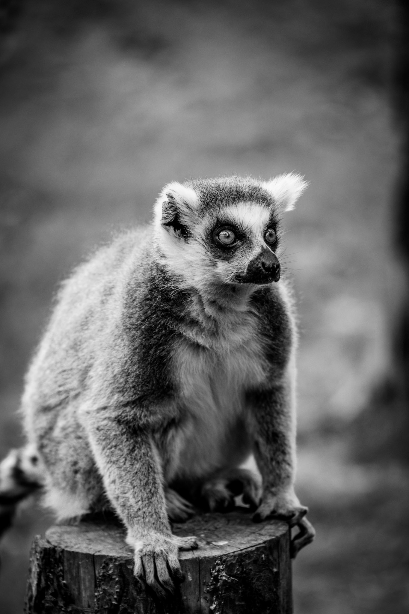 Lemur