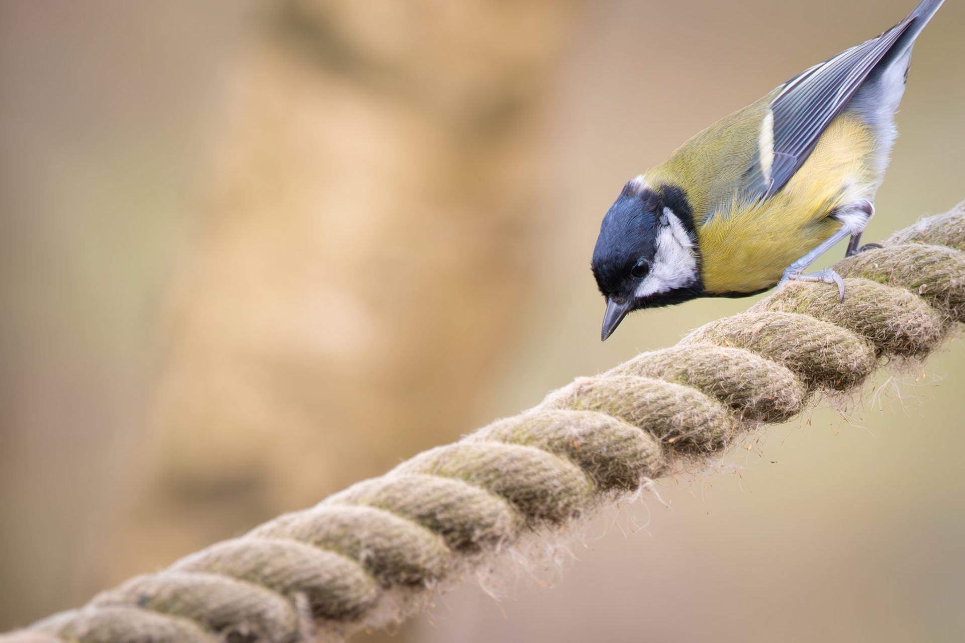 Blue Tit