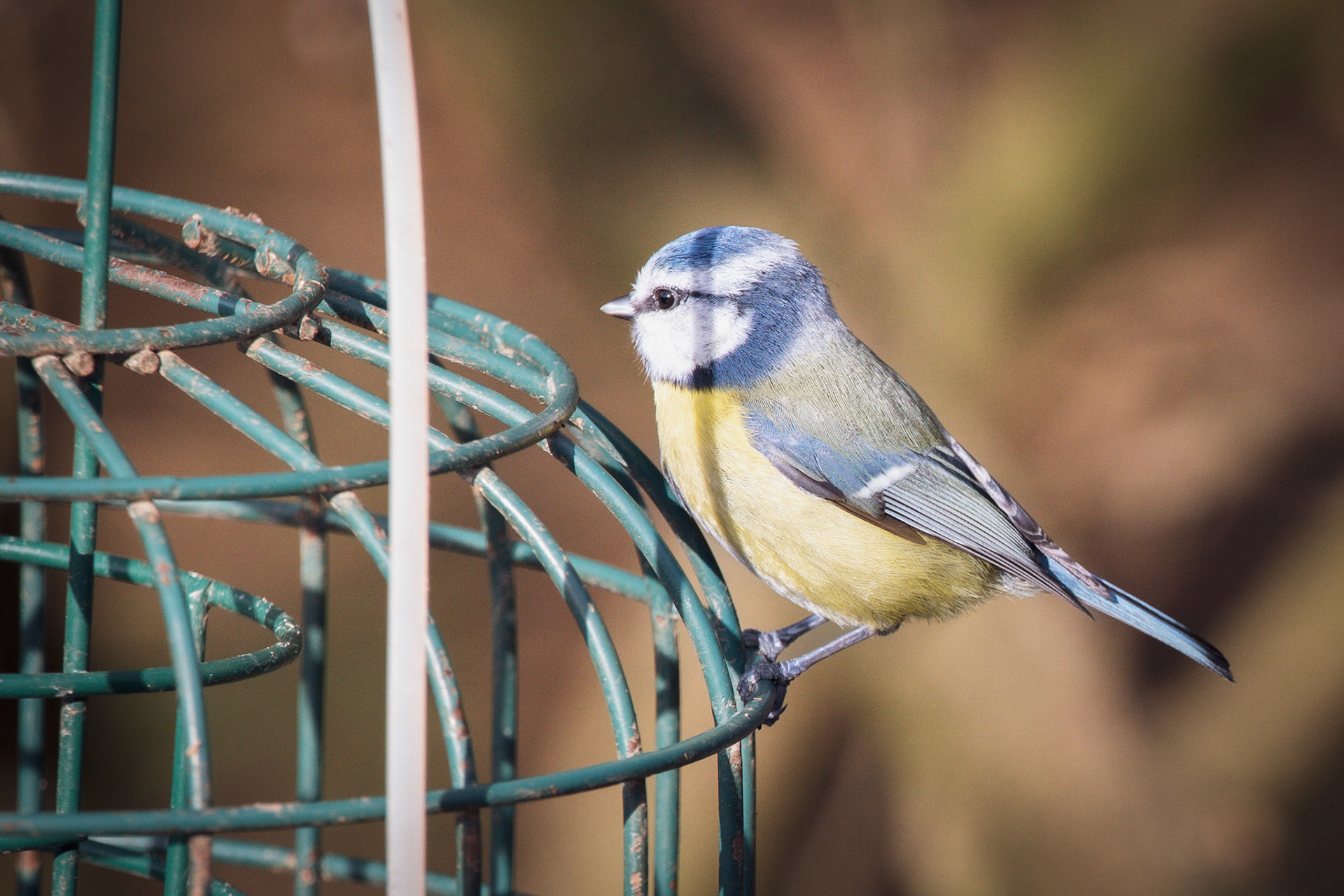 Blue Tit