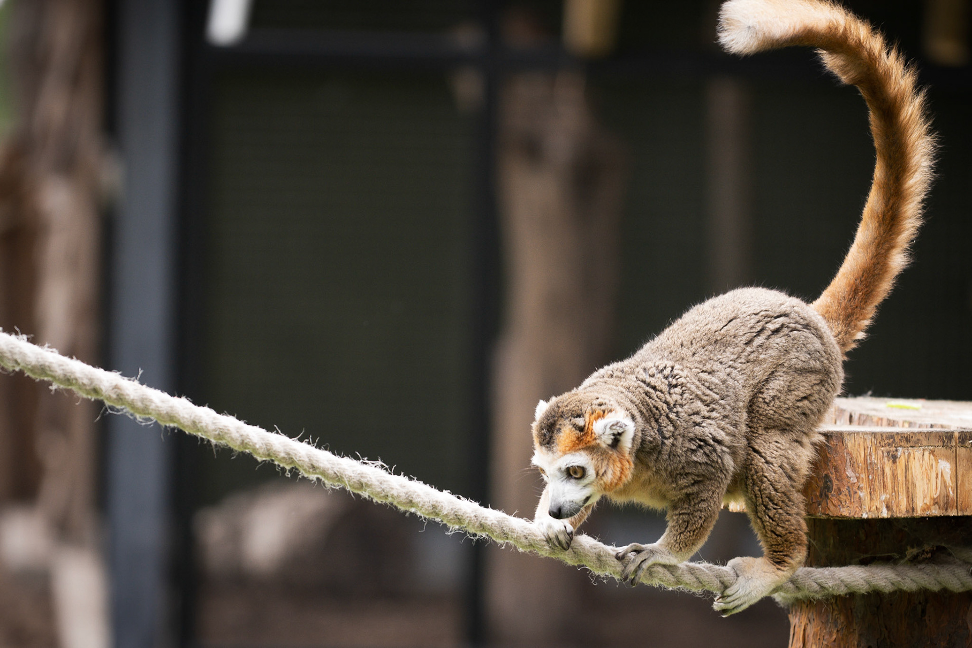 Lemur