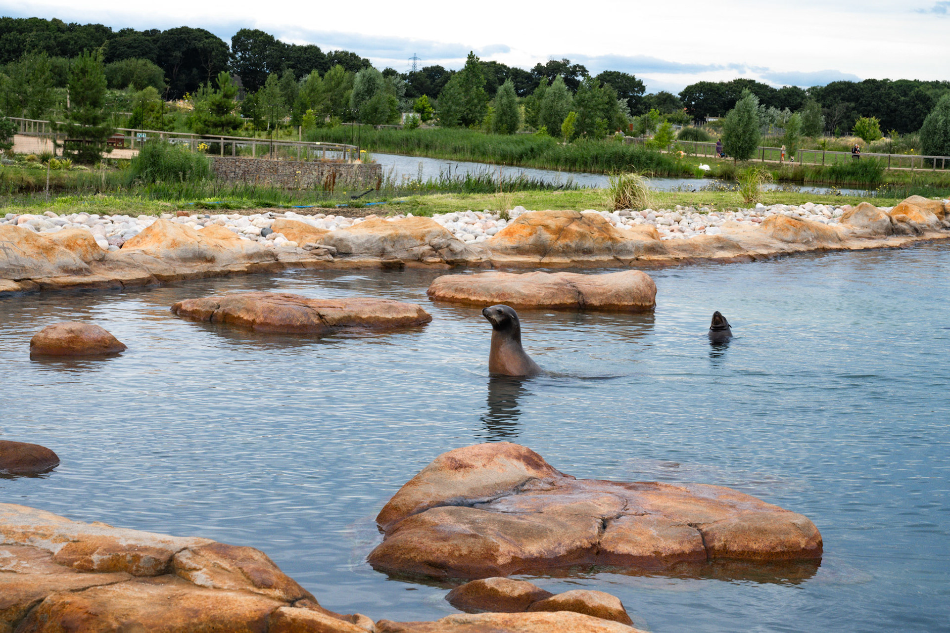 Sealions