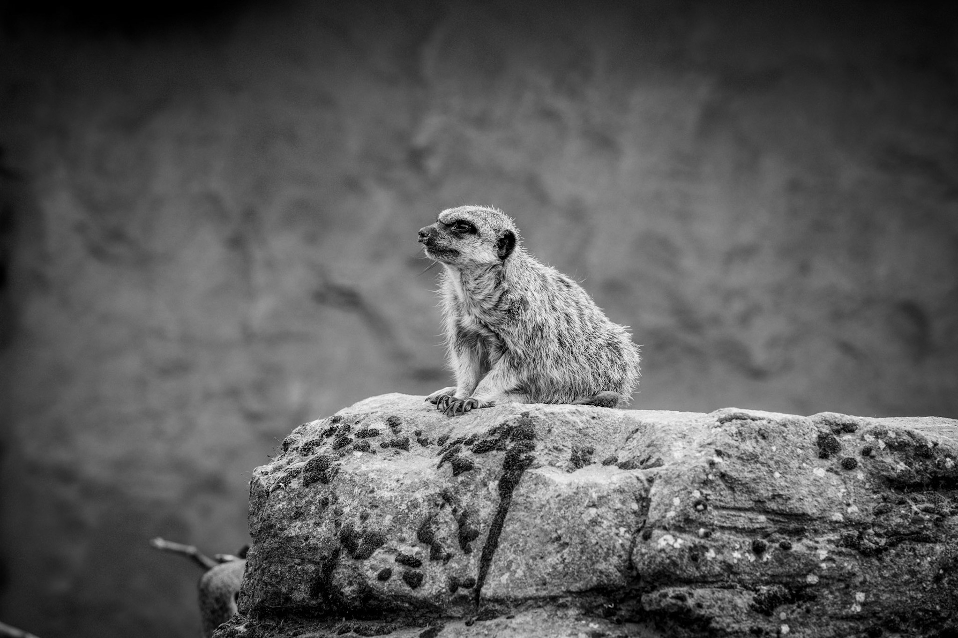 Meerkat