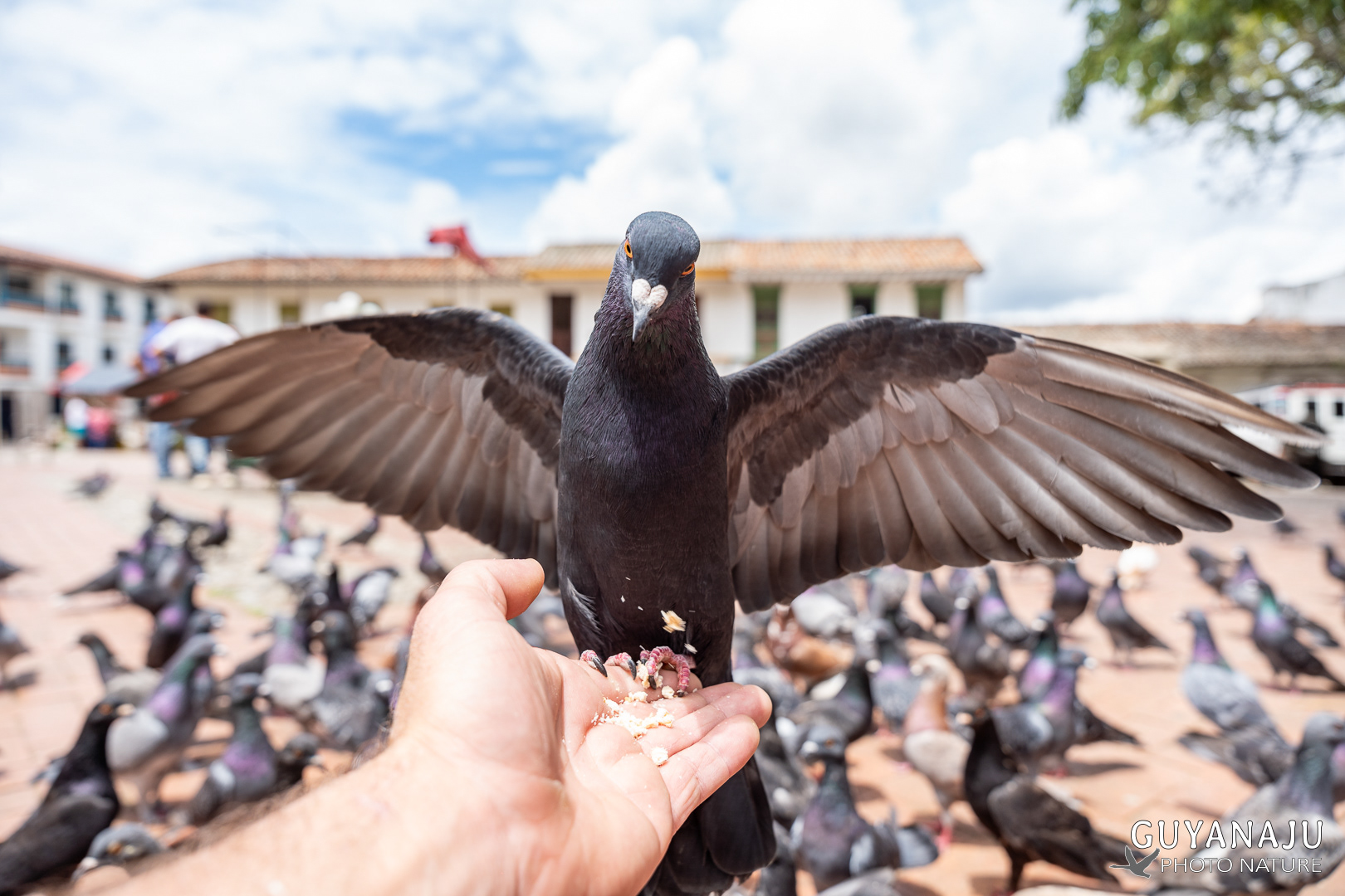 Pigeons