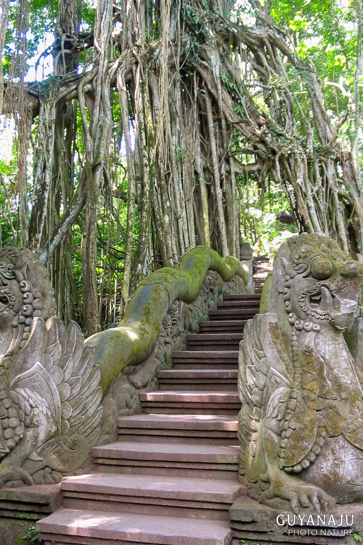 Monkey Forest - Ubud
