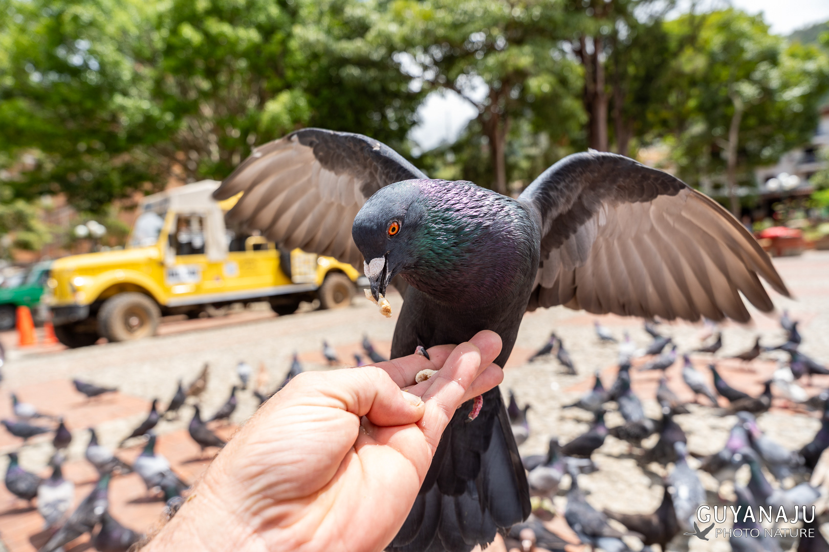 Pigeons