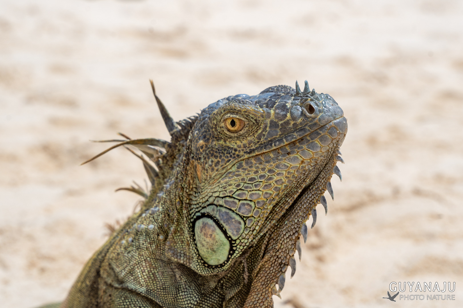 IGUANE