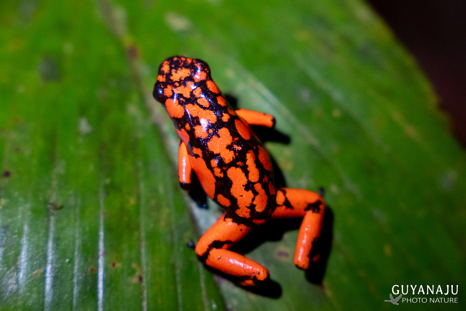 DENDROBATE ENDÉMIQUE