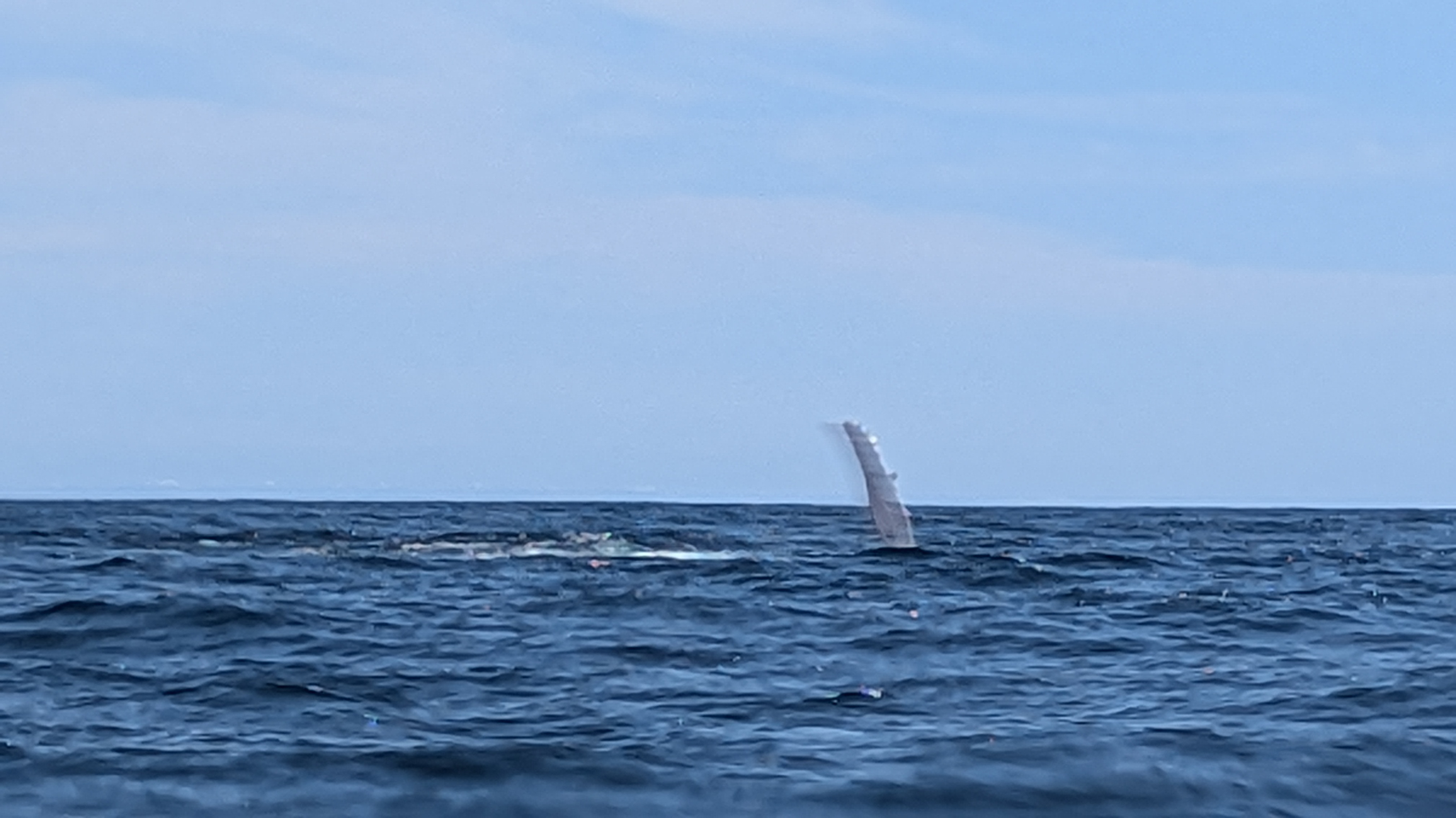 BALEINE