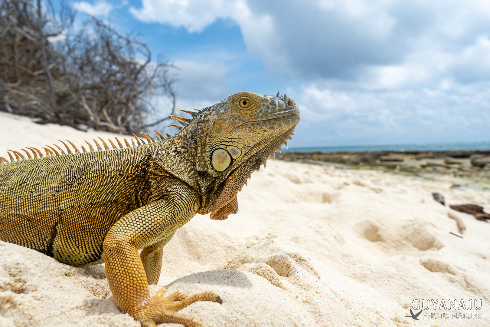 IGUANE - JOHNNY KAY - SAN ANDRES