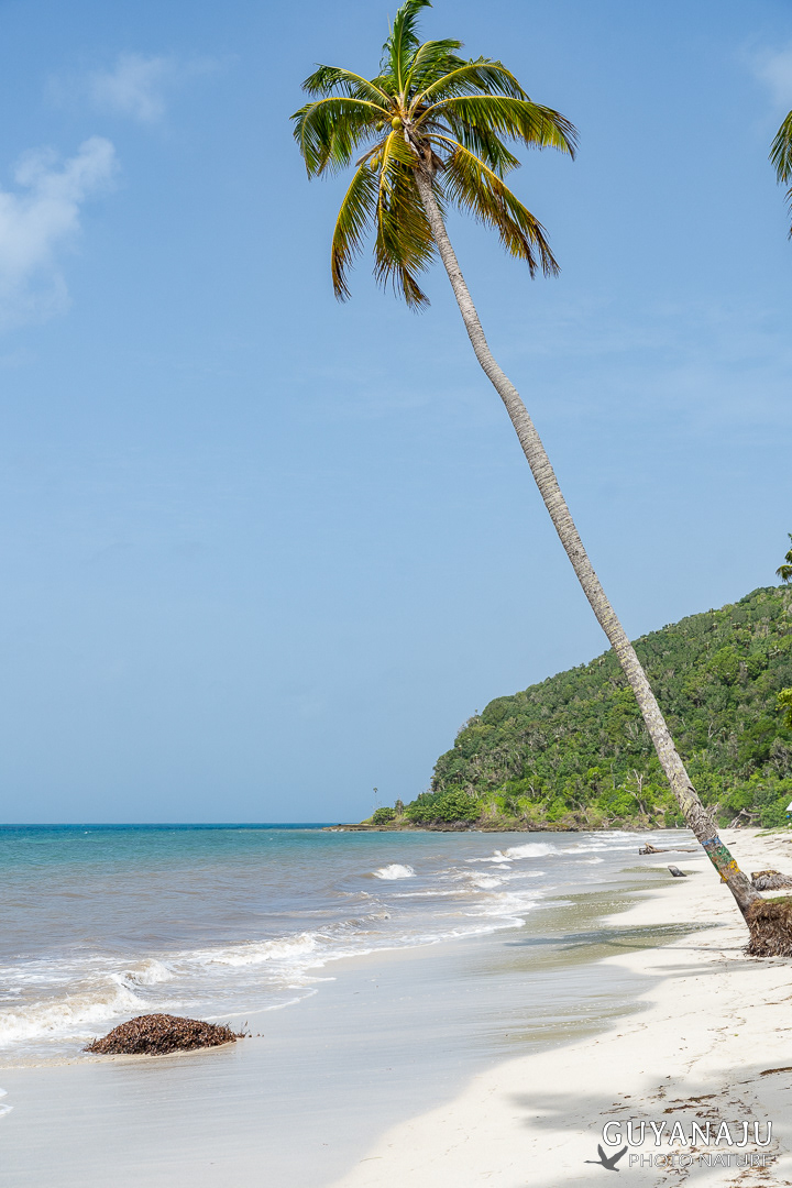 PLAYA MANZANILLO