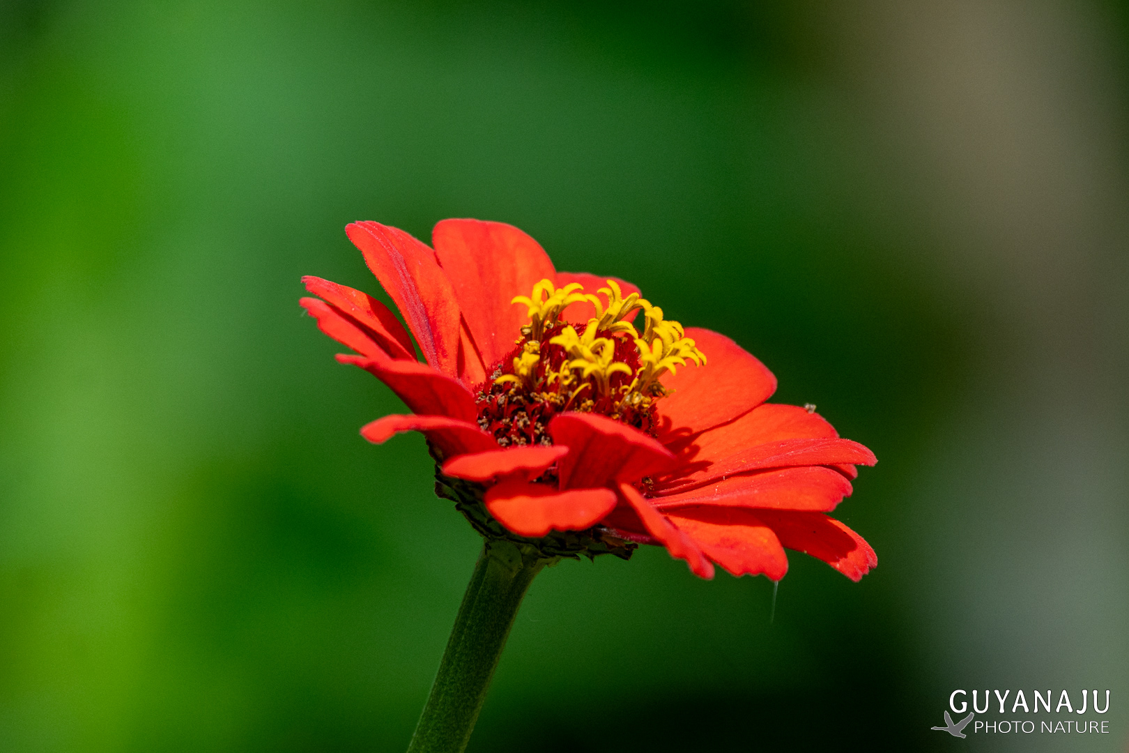 Zinnia elegans