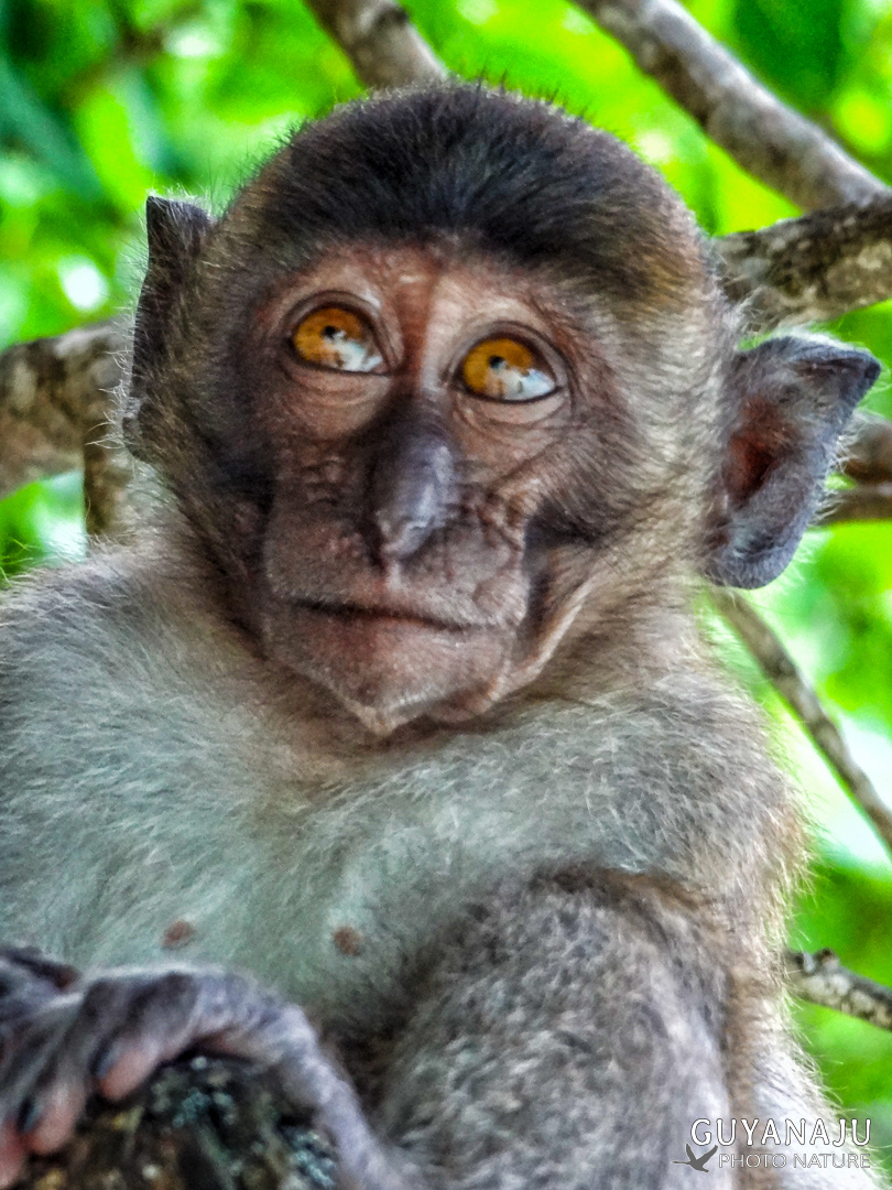 Singe