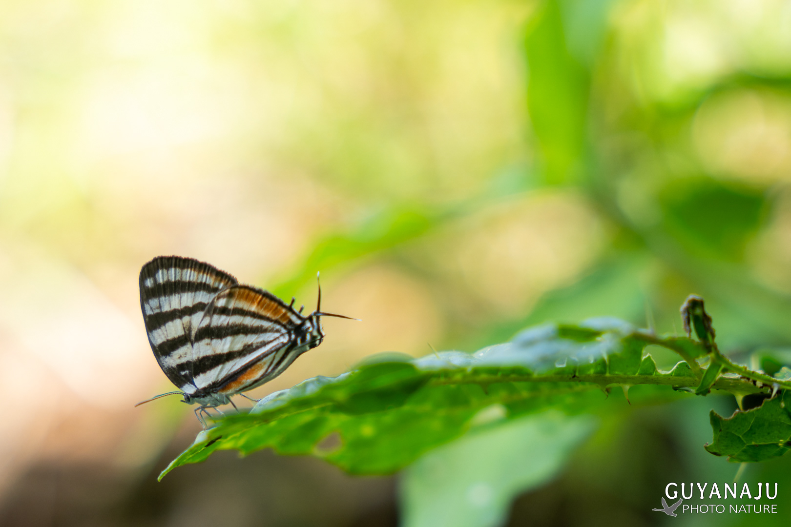 Arawacus lincoides