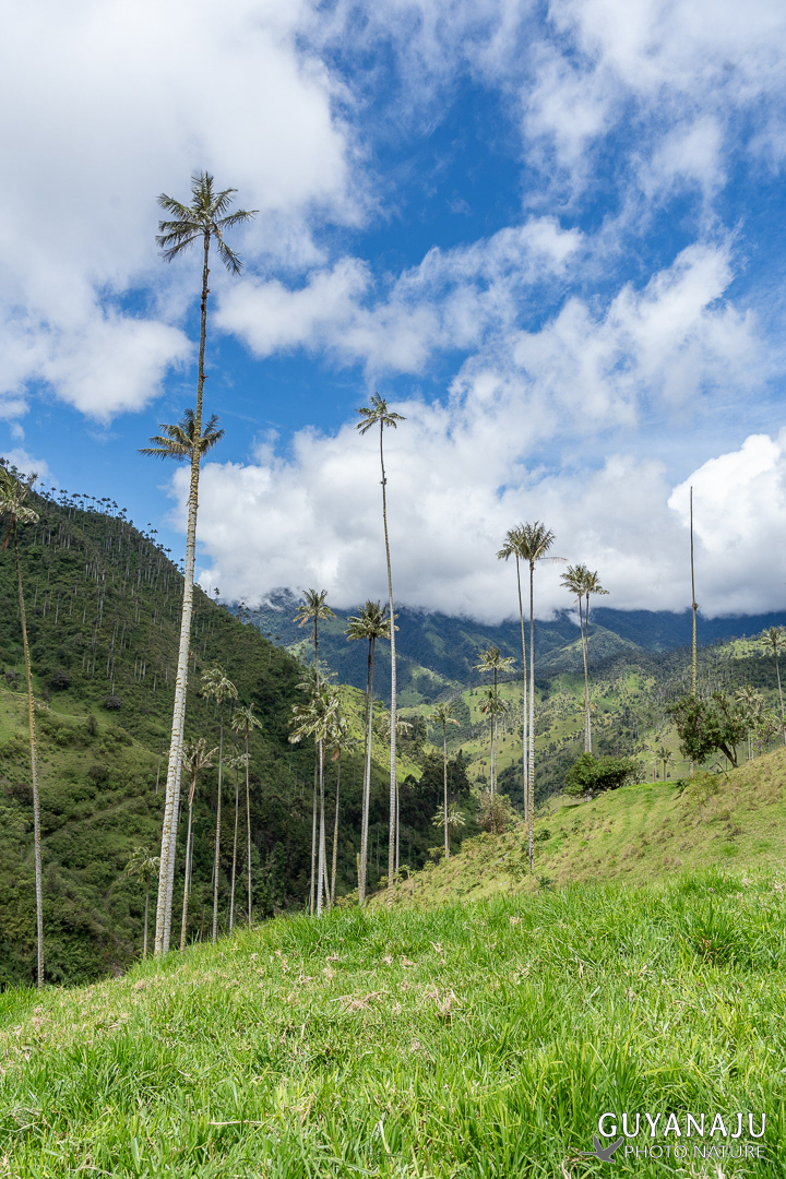 VALLÉE DE LA CARBONERA