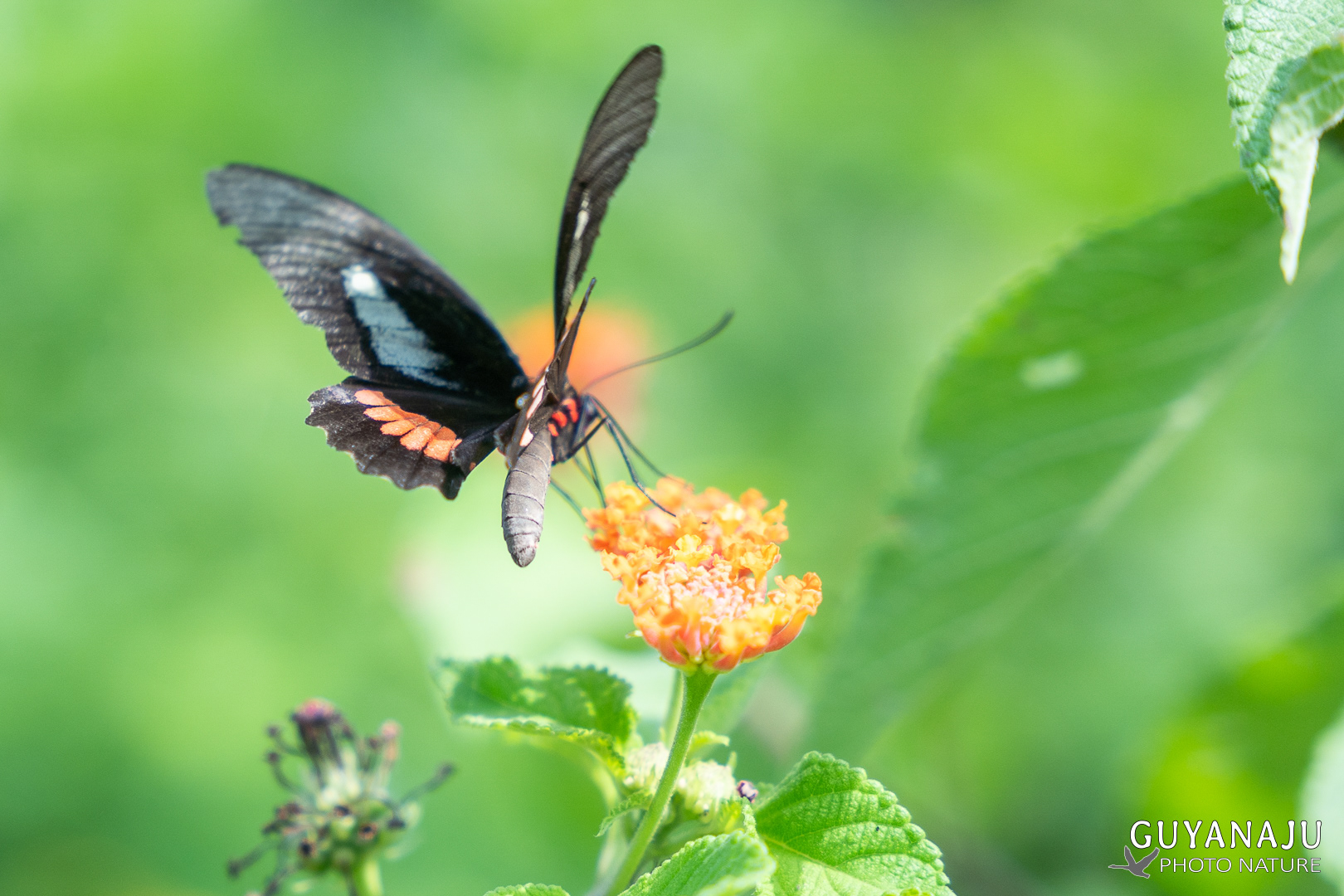 PARIDES NEOPHILUS
