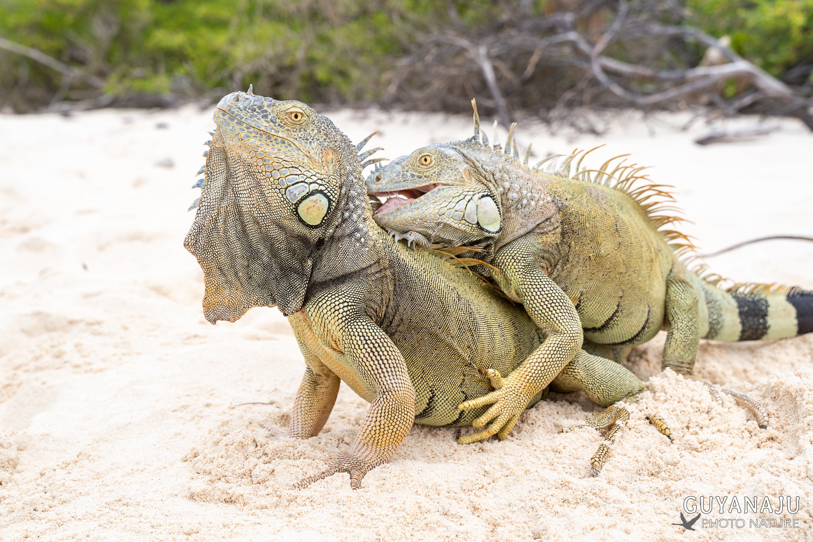IGUANES