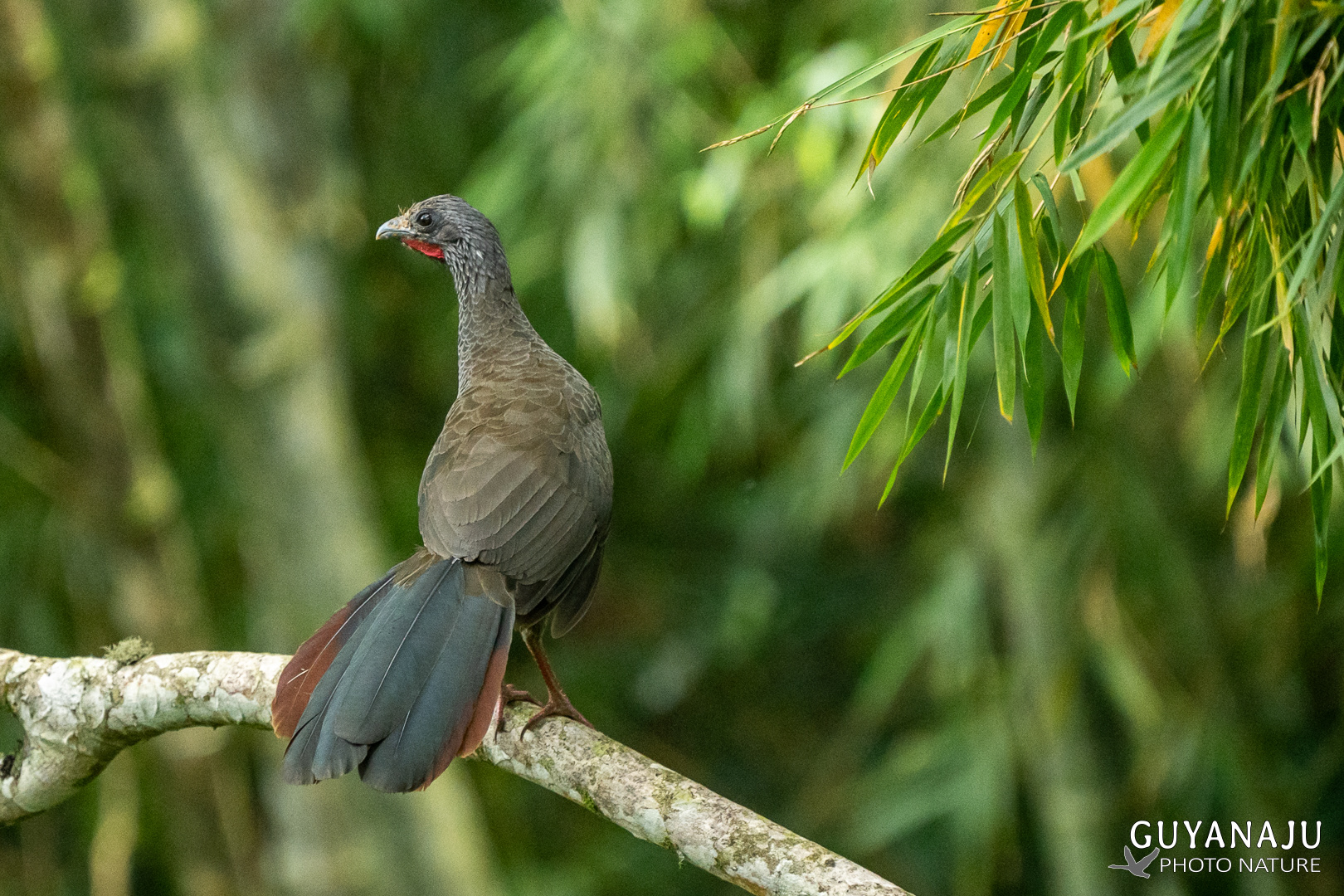 Pénéloppe de Cauca