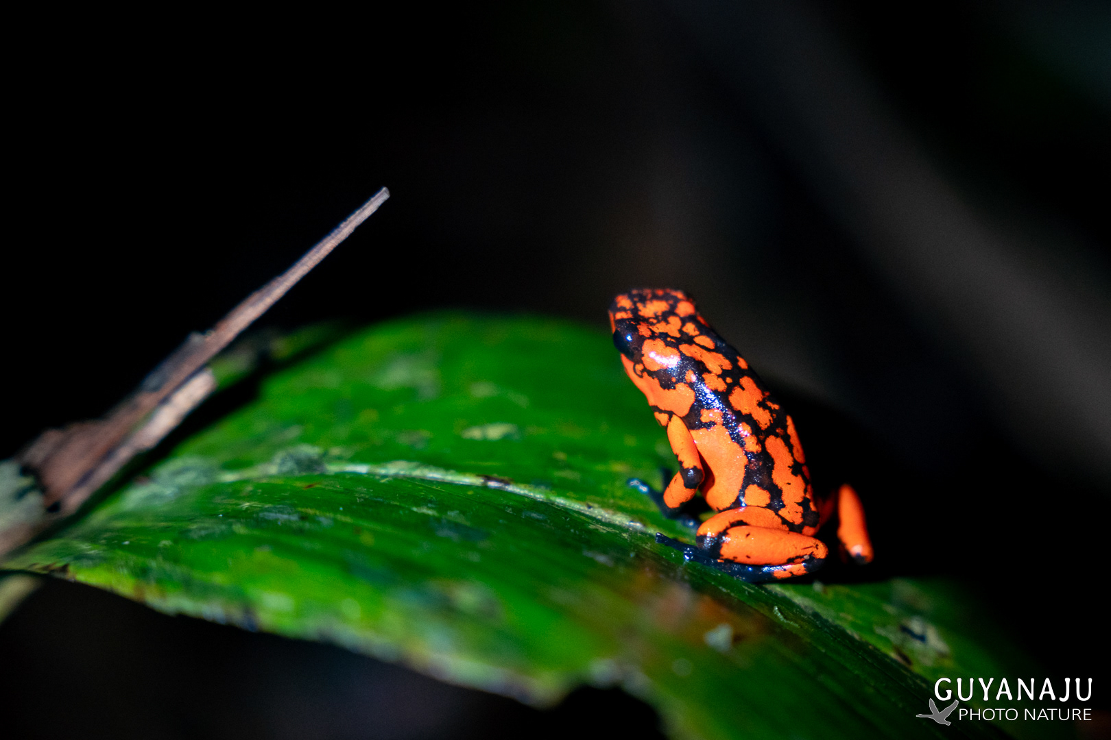 DENDROBATE