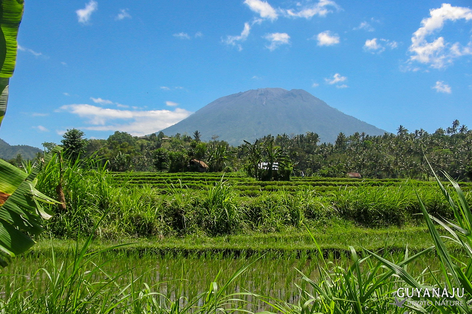 Rizières aux alentours d'Ubud