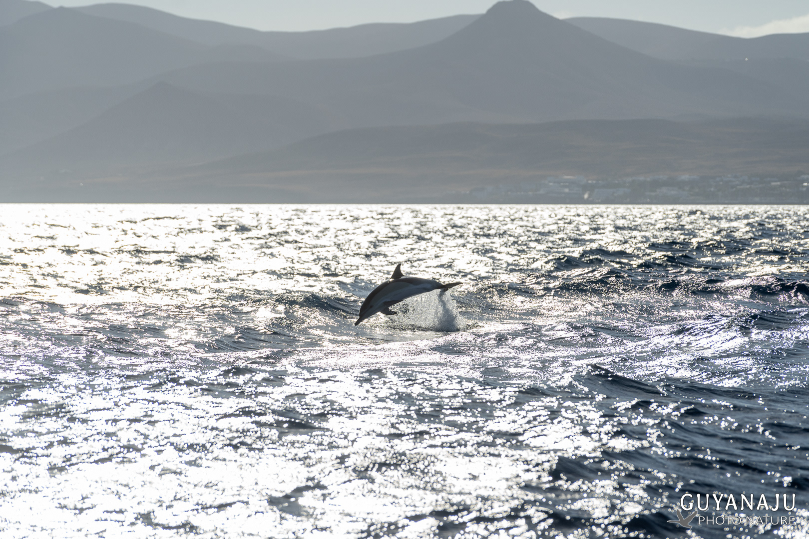 Dauphin commun