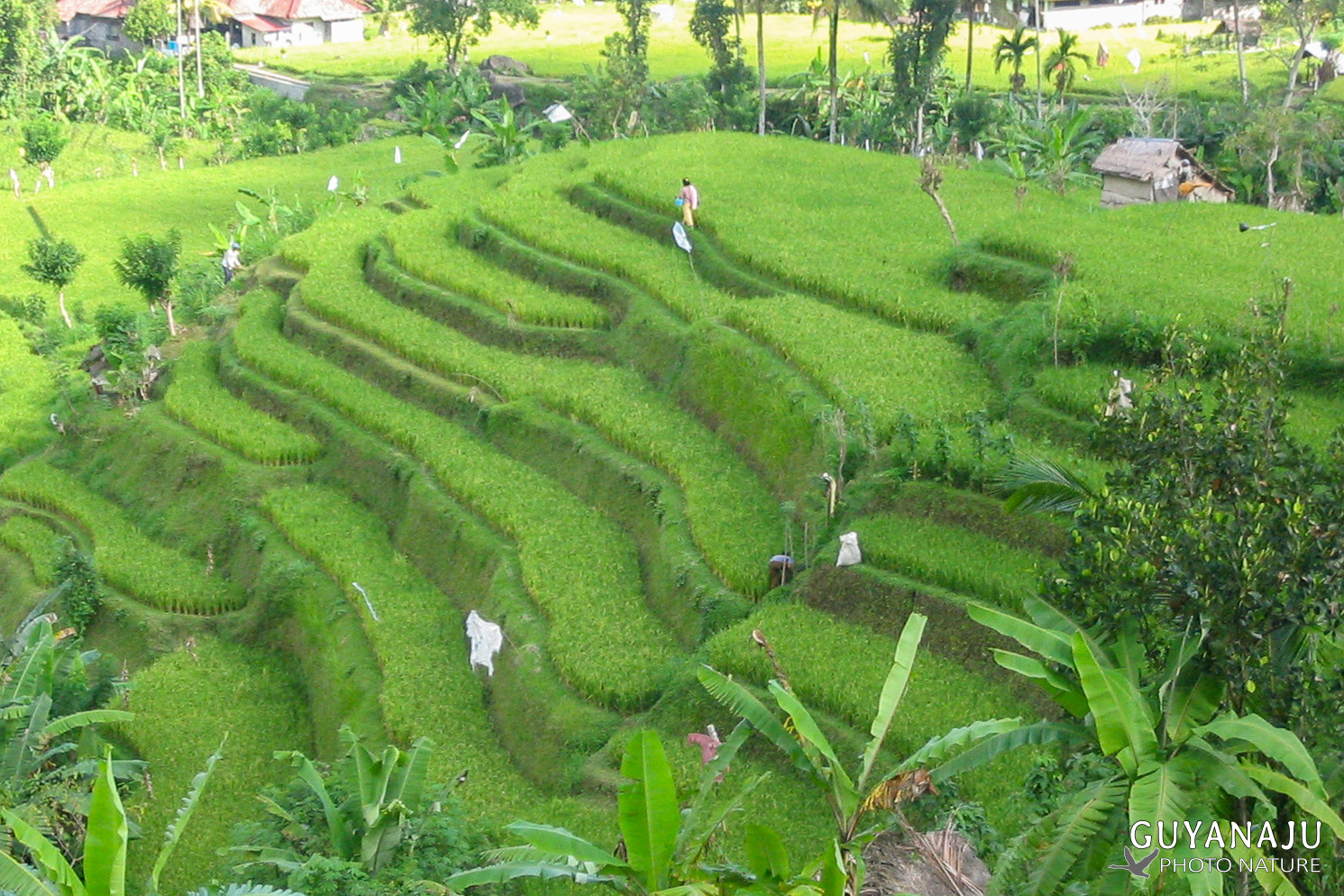 Rizières aux alentours d'Ubud