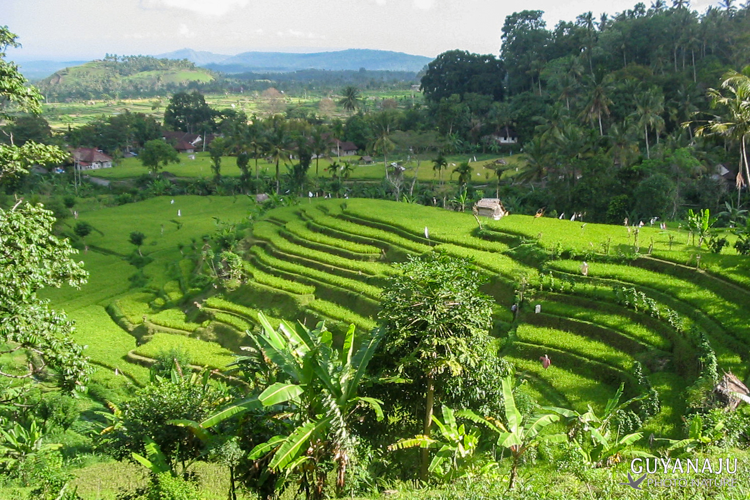 Rizières aux alentours d'Ubud